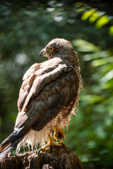 Northern goshawk (Accipiter gentilis) female in a lowland European forest, drying after a bath