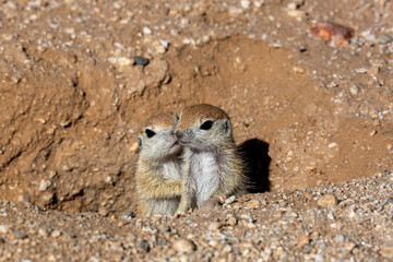 Round-tailed ground squirrel, Xerospermophilus tereticaudus, siblings, showing affection by nuzzling each other, and nearly kissing. Pima County, Tucson, Arizona, USA. - obrazy, fototapety, plakaty