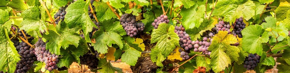 A panorama of a horizontal shot of Red wine grapes on the vine and green leaves, in a mature...