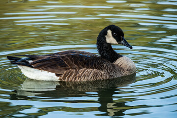 country goose swimming