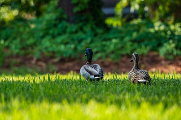 Mallard Ducks in the Grass