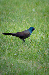 bird in the grass