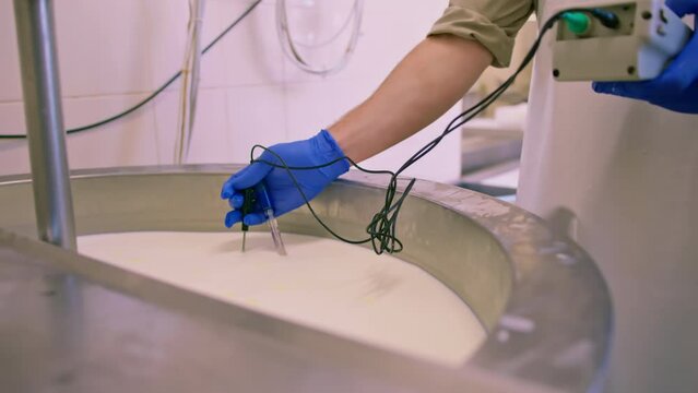 An employee measures the temperature of milk being pasteurized in a vat at a cheese factory using a professional device