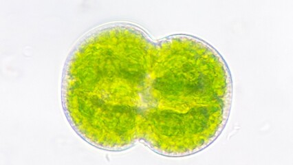 Freshwater phytoplankton, Cosmarium connatum, Live cell. Selective focus