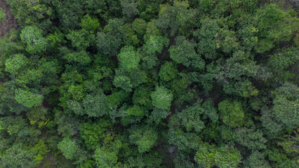 Aerial photo of tropical forest in Aceh Province, Indonesia.