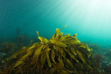 Fototapeta na wymiar Sunlit underwater seascape