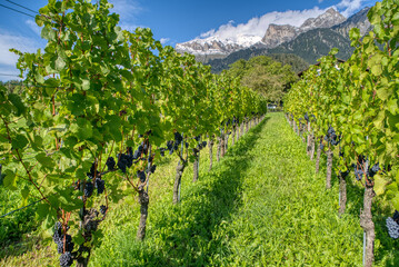 Fototapeta na wymiar Vineyards and winery. View of the vineyards of the Maienfeld region in Switzerland