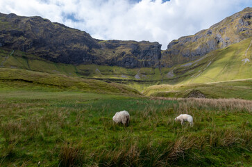 sheep in the mountains