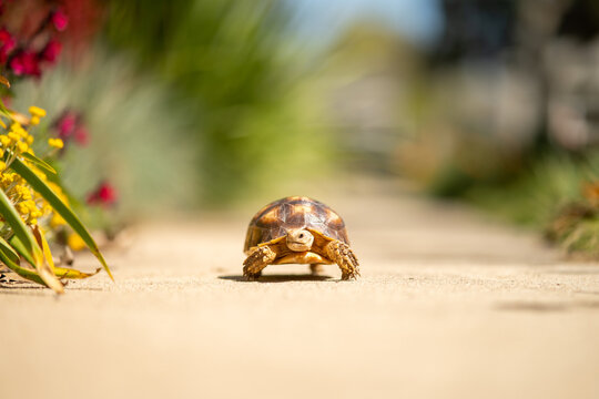 Close up of a baby sulcata tortoise walking on a path.