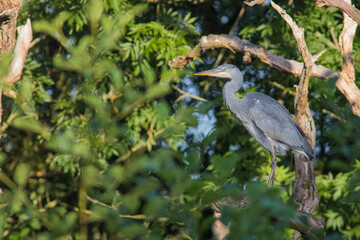 Grey Heron sat in tree in bright sunlight morning