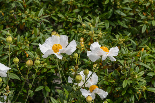 Beautiful California native Matilija poppy flowers in the coastal area of Goleta near Santa Barbara, Southern California - Powered by Adobe