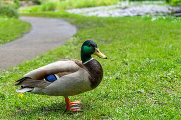 duck on the grass