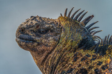 close up of Galapagos Marine iguana