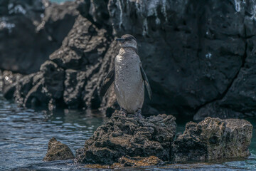 Penguin Sentinel of Galapagos
