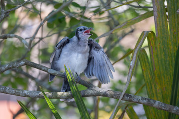 Fototapeta premium A juvenile baby blue jay perched on a branch begging for fit with wings stretched and beak open.