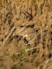 A mule deer buck hiding almost  completely hidden in a thistle patch in the Malheur National Wildlife Refuge near Frenchglen, Oregon
