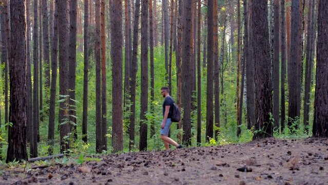 man in glasses, blue shorts and a gray T-shirt with a backpack walks through a pine forest, having rest outdoors at sunset.