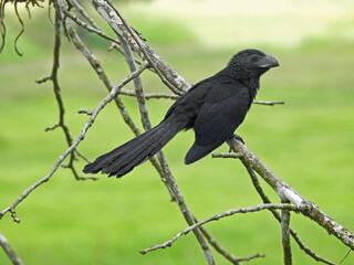 Groove Billed Ani