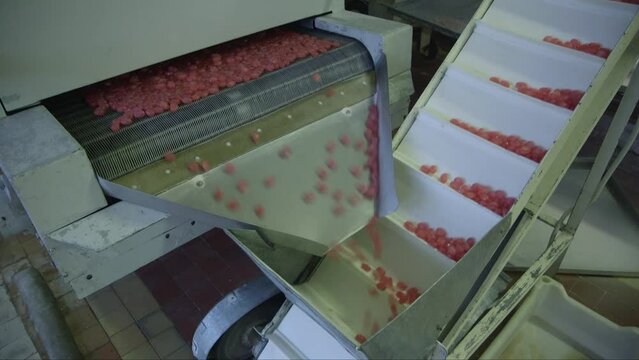 static medium shot of finished caramel candies falling on a conveyor belt in a candy factory