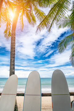 Surfboards beside coconut trees at summer beach with sun light and blue sky background.