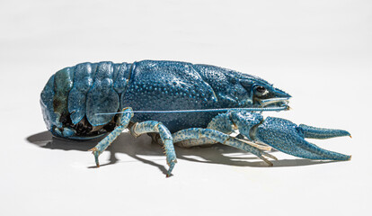 rare blue crayfish isolated on white background, side view