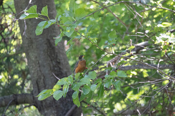 robin bird in my yard
