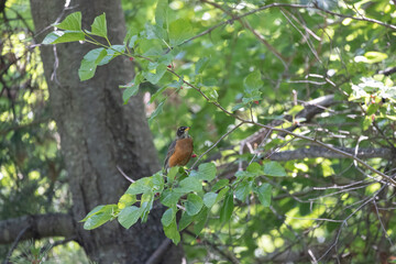 Robin birds resting in the yard looking for worms