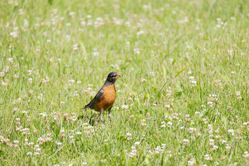 robin bird in my yard
