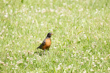 Robin birds resting in the yard looking for worms