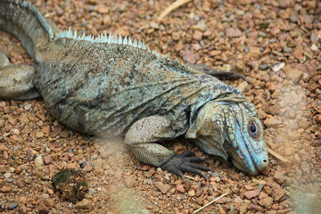 Iguana resting 