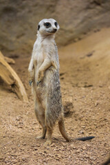 Fototapeta premium meerkat on guard