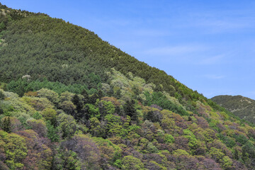 大城山の新緑（長野県辰野町）