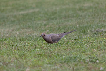 turtle dove that had landed in my yard a few weeks ago