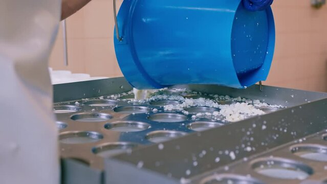 cheese maker pours fresh cheese into molds for making brie cheese craft cheese production