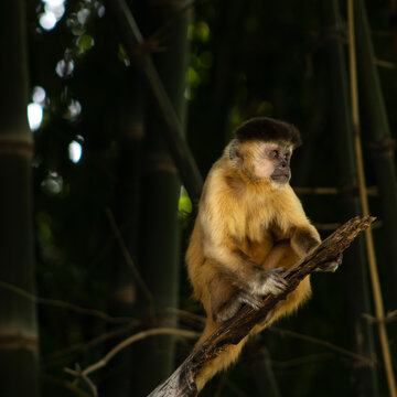 Macaco Prego