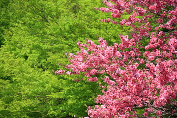 Obraz premium 関山桜 