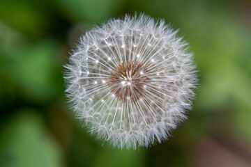 Dandelion close-up, foreground focus, displaying fragility, freshness, and natures beauty.