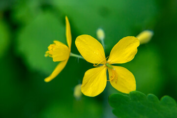 Close-up of yellow wildflower, highlighting natures beauty, freshness, and green macro-photography.