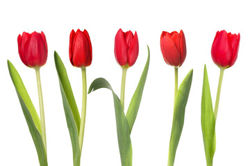 Collage with beautiful tulips on white background