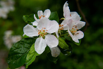 Close-up of a delicate white apple flower with stamens and green leaves, blossoming petals, fragility, freshness, and growth during springtime.