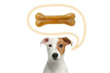 Cute Jack Russell Terrier asking for tasty treat on white background. Speech bubble with chew bone