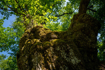 Eiche, Baumstamm, grosser Baum, doppelte Eiche