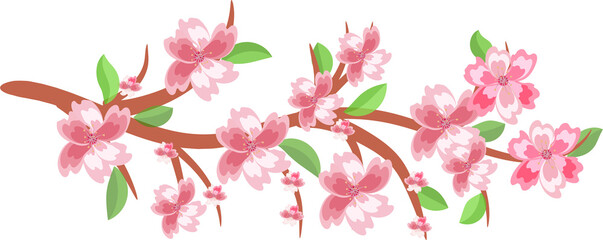 Cherry blossom branches. Japanese blooming trees, sakura flowers spring decor. On transparent, png.  spring bunch border, greeting holiday ,season ,voucher, template, brochure, pink, fashion ,card
