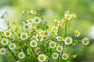 White Daisy flower over blur greenery background, Daisy flower over green natural Blur background.