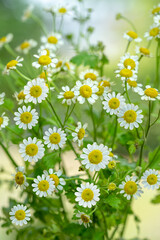 White Daisy flower over blur greenery background, Daisy flower over green natural Blur background.