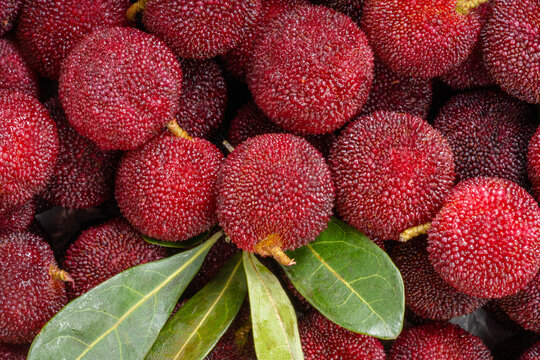 Arbutus berries Fruit or Red Yangmei in basket, Red Bayberry, Yumberry, yamamomo, Waxberry in basket.