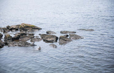 Fototapeta premium Texture stone: a symbol of strength, durability, natural beauty, and connection to the earth