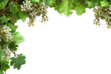 grapes on vine, grape leaf border
