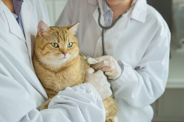 an adorable cat takes center stage, being carefully held and attentively examined by a skilled veterinarian within the cozy ambiance of a veterinary clinic
