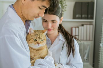 adorable cat being examined by veterinarian at clinic
